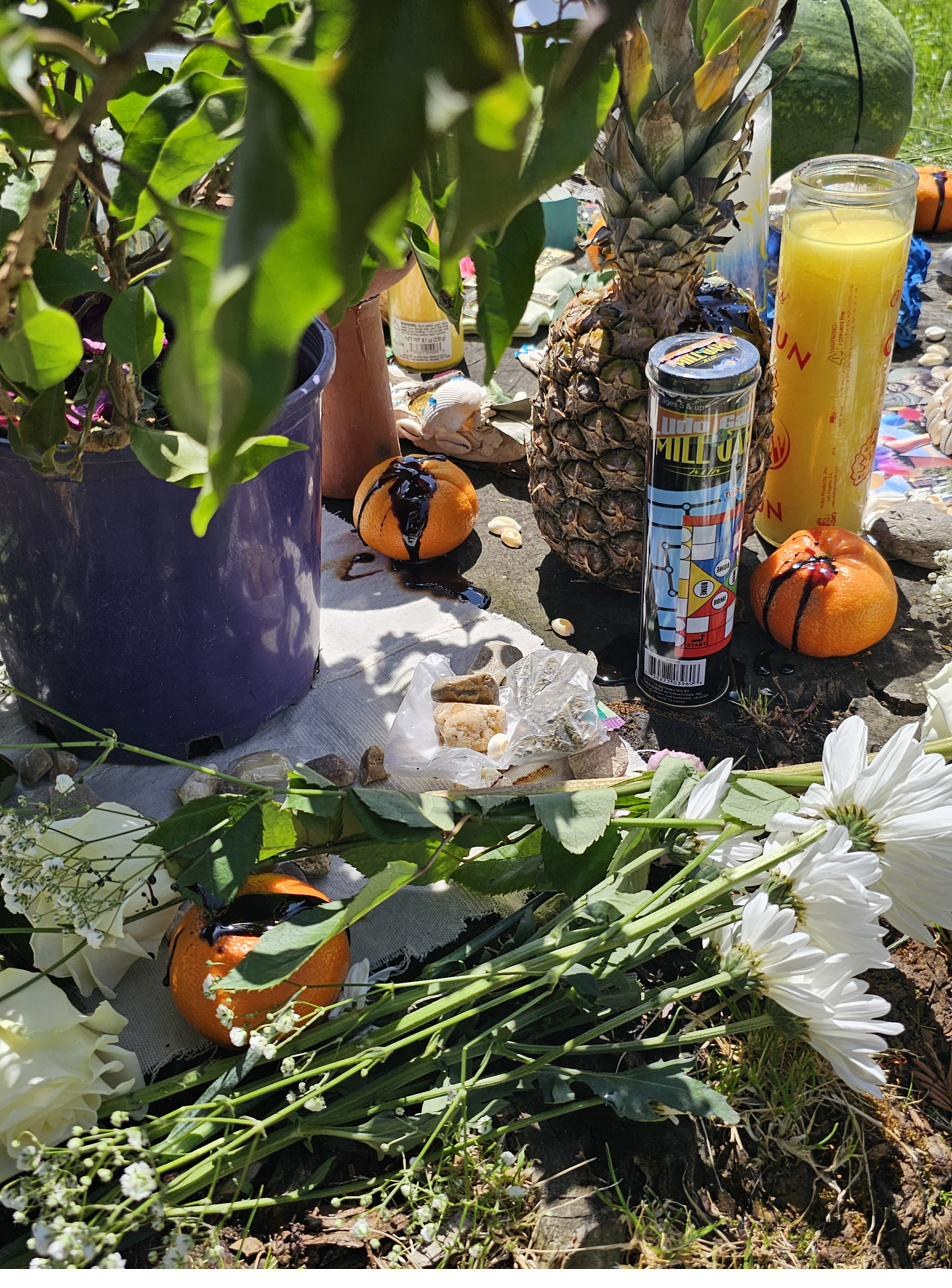 Altar close-up, Oakland: offerings of oranges dressed in molasses, a pineapple, yellow candles, white flowers, and fresh herbs arranged on concrete in dappled sunlight
